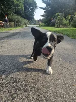 Mr. Pibb, a male Boston Terrier and Pembroke Welsh Corgi for sale in Birch Run, MI – 7 of 10