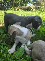 HOLD Ontonagon, a male Boston Terrier for sale in Birch Run, MI – Photo 5 of 5