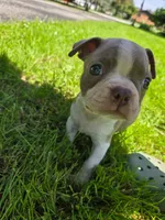 HOLD Ontonagon, a male Boston Terrier for sale in Birch Run, MI – Photo 2 of 5