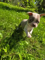 HOLD Ontonagon, a male Boston Terrier for sale in Birch Run, MI – Photo 3 of 5