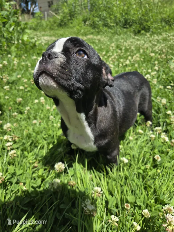 Montgomery  – Boston Terrier, French Bulldog puppy for sale in Birch Run, MI
