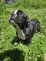 Montgomery , a male Boston Terrier and French Bulldog for sale in Birch Run, MI – 1 of 10