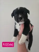R.C. Cola, a female Boston Terrier and Pembroke Welsh Corgi for sale in Birch Run, MI – 3 of 9
