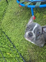 Providence , a female Frenchton for sale in Birch Run, MI – 5 of 10