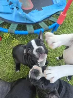 Montgomery , a male Boston Terrier and French Bulldog for sale in Birch Run, MI – 8 of 10
