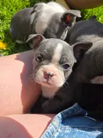 Mimosa, a female Boston Terrier and French Bulldog for sale in Birch Run, MI – 3 of 10