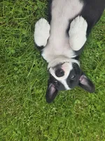Schwepps , a male Boston Terrier and Pembroke Welsh Corgi for sale in Birch Run, MI – 10 of 10
