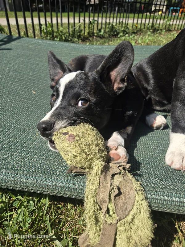 Mr. Pibb – Boston Terrier, Pembroke Welsh Corgi puppy for sale in Birch Run, MI