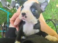 PawPaw (SOLD), a male Boston Terrier for sale in Birch Run, MI – Photo 3 of 4