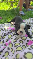 PawPaw (SOLD), a male Boston Terrier for sale in Birch Run, MI – Photo 4 of 4