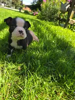 PawPaw (SOLD), a male Boston Terrier for sale in Birch Run, MI – Photo 1 of 4