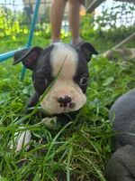 PawPaw (SOLD), a male Boston Terrier for sale in Birch Run, MI – Photo 2 of 4