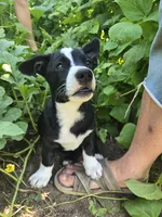 Mr. Pibb, a male Boston Terrier and Pembroke Welsh Corgi for sale in Birch Run, MI – 3 of 10
