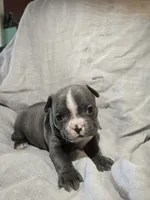 Sangria , a female Boston Terrier and French Bulldog for sale in Birch Run, MI – 7 of 7