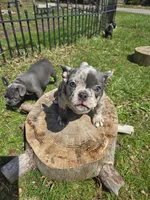 Tewkesbury, a male Frenchton for sale in Birch Run, MI – Photo 9 of 9