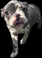 Tewkesbury, a male Frenchton for sale in Birch Run, MI – Photo 6 of 9