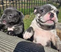 Tewkesbury, a male Frenchton for sale in Birch Run, MI – Photo 8 of 9