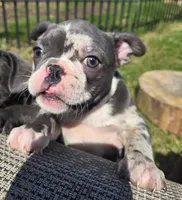 Tewkesbury, a male Frenchton for sale in Birch Run, MI – Photo 5 of 9