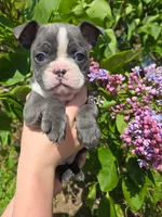 Mimosa, a female Boston Terrier and French Bulldog for sale in Birch Run, MI – 7 of 10