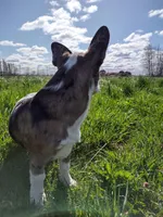 Six, a female Boston Terrier and Pembroke Welsh Corgi for sale in Birch Run, MI – 5 of 7