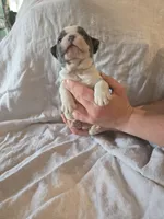 Cosmopolitan , a male Boston Terrier and French Bulldog for sale in Birch Run, MI – 9 of 9