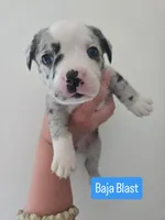 Baja Blast, a male Boston Terrier and Pembroke Welsh Corgi for sale in Birch Run, MI – 3 of 9