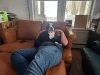 Reno(SOLD), a male Boston Terrier and Frenchton for sale in Birch Run, MI – Photo 4 of 10