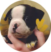 Reno(SOLD), a male Boston Terrier and Frenchton for sale in Birch Run, MI – Photo 8 of 10