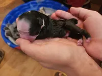 Reno(SOLD), a male Boston Terrier and Frenchton for sale in Birch Run, MI – Photo 9 of 10