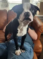 Reno(SOLD), a male Boston Terrier and Frenchton for sale in Birch Run, MI – Photo 6 of 10