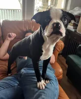 Reno(SOLD), a male Boston Terrier and Frenchton for sale in Birch Run, MI – Photo 1 of 10