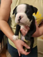 Reno(SOLD), a male Boston Terrier and Frenchton for sale in Birch Run, MI – Photo 3 of 10