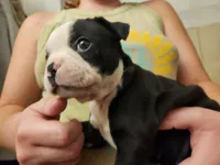 Reno(SOLD), a male Boston Terrier and Frenchton for sale in Birch Run, MI – Photo 10 of 10