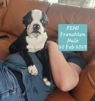 Reno(SOLD), a male Boston Terrier and Frenchton for sale in Birch Run, MI – Photo 7 of 10