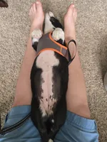 Barq’s, a female Boston Terrier and Pembroke Welsh Corgi for sale in Birch Run, MI – 3 of 10
