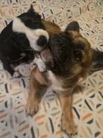 Barq’s, a female Boston Terrier and Pembroke Welsh Corgi for sale in Birch Run, MI – 10 of 10