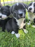 R.C. Cola, a female Boston Terrier and Pembroke Welsh Corgi for sale in Birch Run, MI – 7 of 9