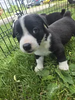 Schwepps , a male Boston Terrier and Pembroke Welsh Corgi for sale in Birch Run, MI – 9 of 10