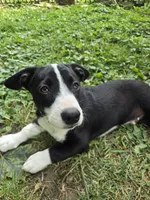 Schweppes, a male Boston Terrier and Pembroke Welsh Corgi for sale in Birch Run, MI – 4 of 10
