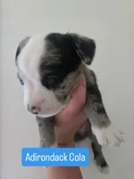 Adirondack Cola, a male Boston Terrier and Pembroke Welsh Corgi for sale in Birch Run, MI – 5 of 10