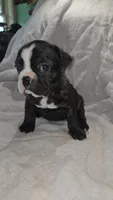 Topeka , a female Boston Terrier and French Bulldog for sale in Birch Run, MI – Photo 5 of 5