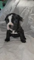 Topeka , a female Boston Terrier and French Bulldog for sale in Birch Run, MI – Photo 4 of 5