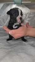 Topeka , a female Boston Terrier and French Bulldog for sale in Birch Run, MI – Photo 3 of 5