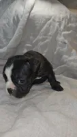 Topeka , a female Boston Terrier and French Bulldog for sale in Birch Run, MI – Photo 2 of 5