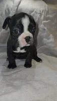 Topeka , a female Boston Terrier and French Bulldog for sale in Birch Run, MI – Photo 1 of 5