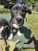 R.C. Cola, a female Boston Terrier and Pembroke Welsh Corgi for sale in Birch Run, MI – 4 of 10