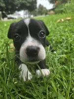 Pepsi, a female Boston Terrier and Pembroke Welsh Corgi for sale in Birch Run, MI – 9 of 10
