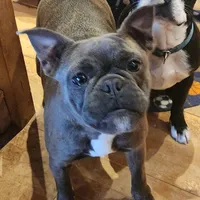 Edith, a female Frenchton for sale in Birch Run, MI – Photo 4 of 7