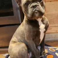 Edith, a female Frenchton for sale in Birch Run, MI – Photo 6 of 7