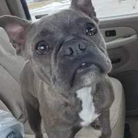 Edith, a female Frenchton for sale in Birch Run, MI – Photo 1 of 7